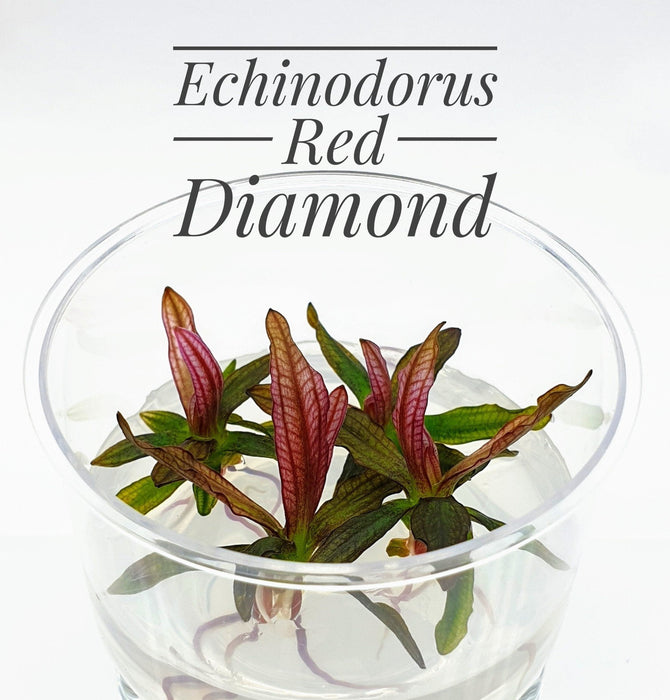 TCulture Echinodorus Red Diamond
