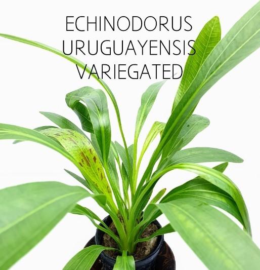 TCulture Echinodorus Uruguayensis Variegated