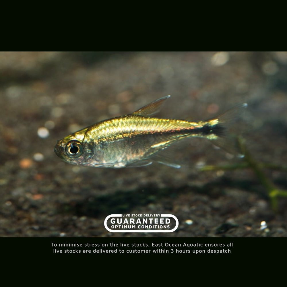 Golden Tetra — East Ocean Aquatic