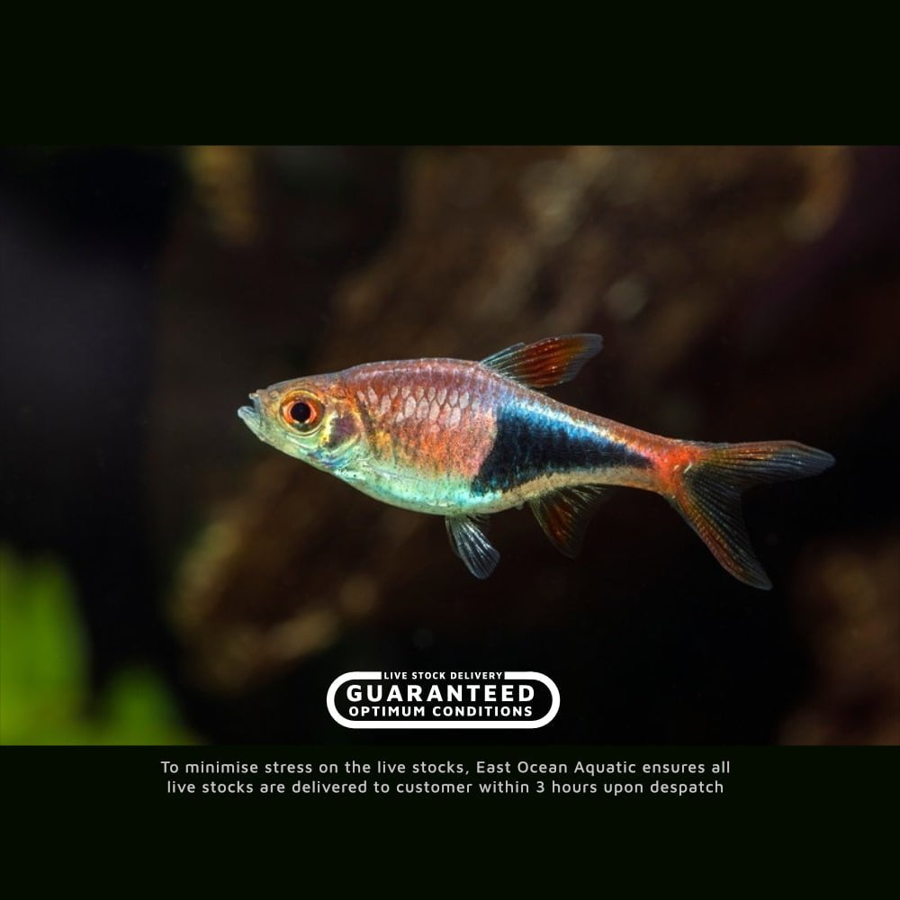 Harlequin Rasbora — East Ocean Aquatic