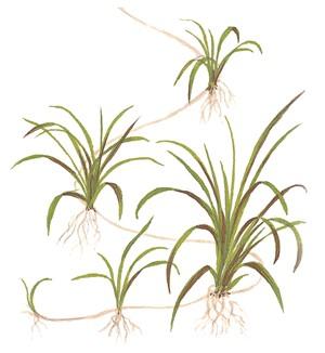 Tropica Helanthium tenellum 'Green' 1-2-Grow!