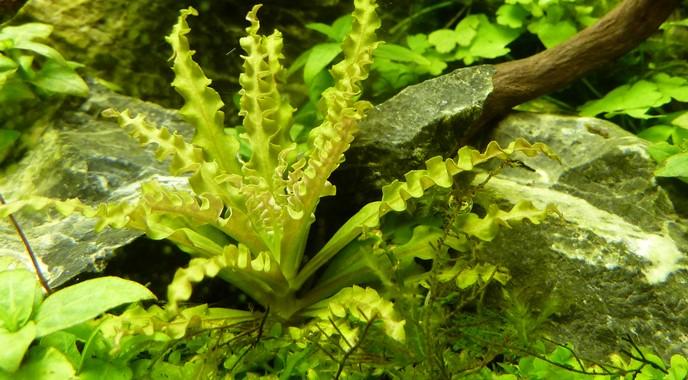 Tropica Pogostemon helferi on Wood