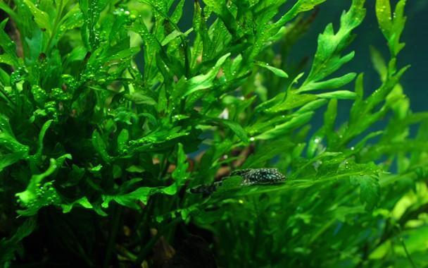 Tropica Bolbitis Heudelotii On Wood