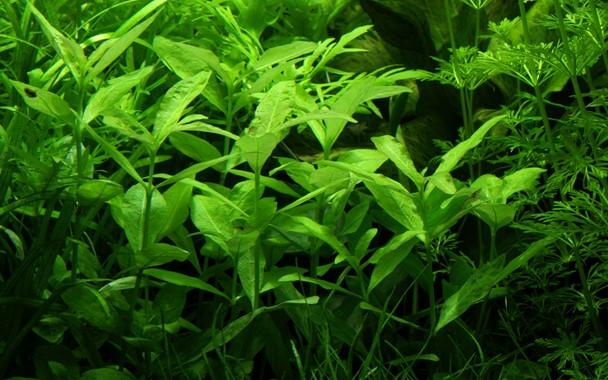 Tropica Hygrophila Polysperma in Pot