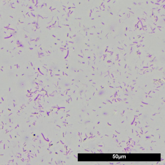 JBL Denitrol - Complete Beneficial Bacteria (100/250ml)