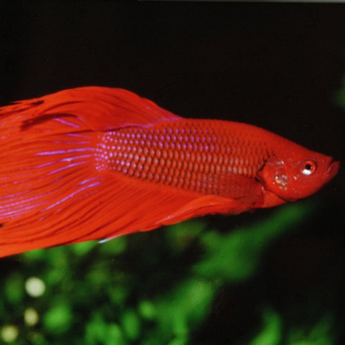 JBL ProNovo Betta Flakes S (For All Fishes)