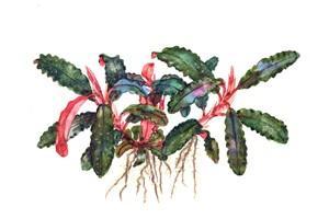 Tropica Bucephalandra 'Kedagang' in Pot
