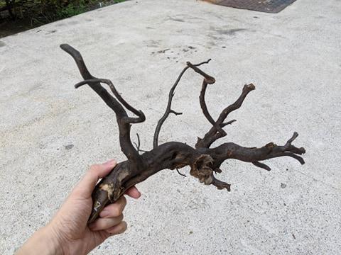 ANS Kusri Driftwood M (2) 30-40cm (Random Pick)