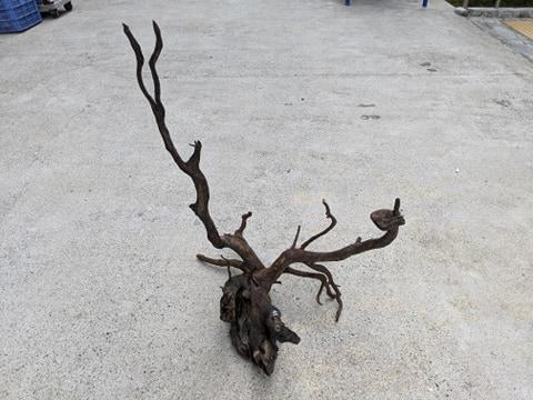 ANS Kusri Driftwood XXL (5) 80-100cm  (Random Pick)