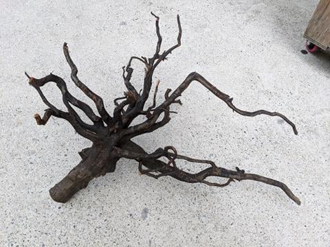 ANS Kusri Driftwood L (3) 45-60cm  (Random Pick)