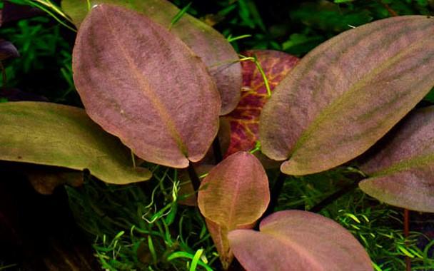 Tropica Lagenandra meeboldii 'Red' in Pot