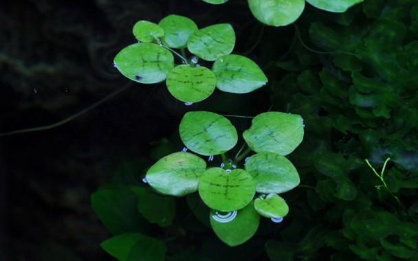 Tropica Limnobium laevigatum 1-2-GROW!