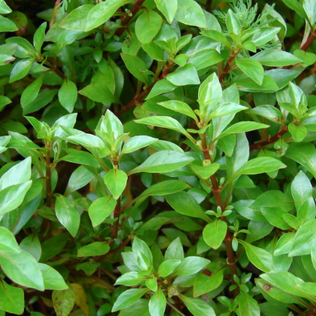 TCulture Ludwigia Palustris Green (Pot)
