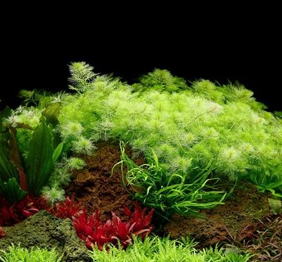 Tropica Myriophyllum mattogrossense in Pot