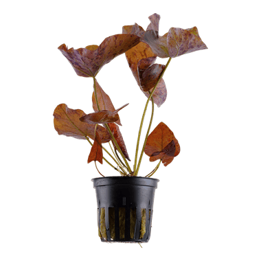 Tropica Nymphaea lotus
