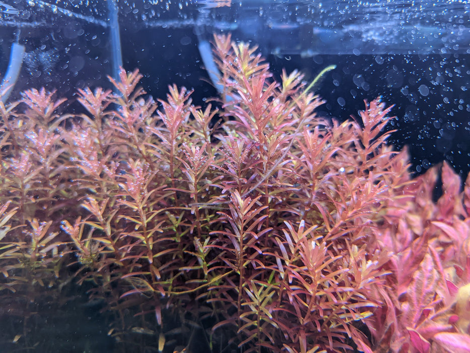 TCulture Rotala Blood red (pot)