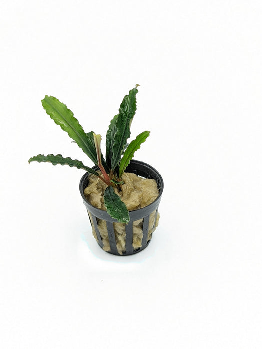 TCulture Bucephalandra Velvet (pot)