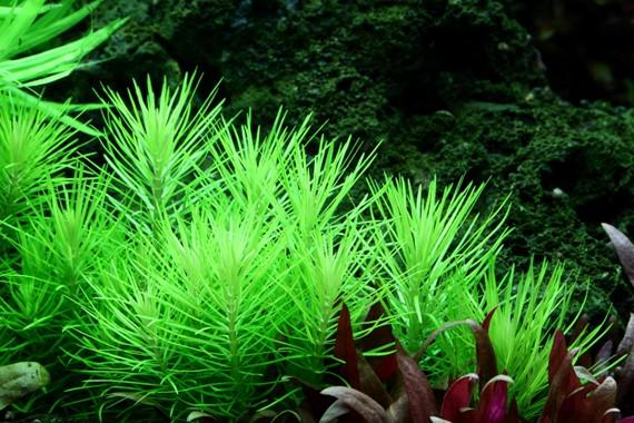 Tropica Pogostemon deccanensis 1-2-GROW! (AKA Pogostemon Erectus)