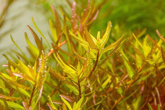 Dennerle Rotala rotundifolia ´Laos´ in Pot
