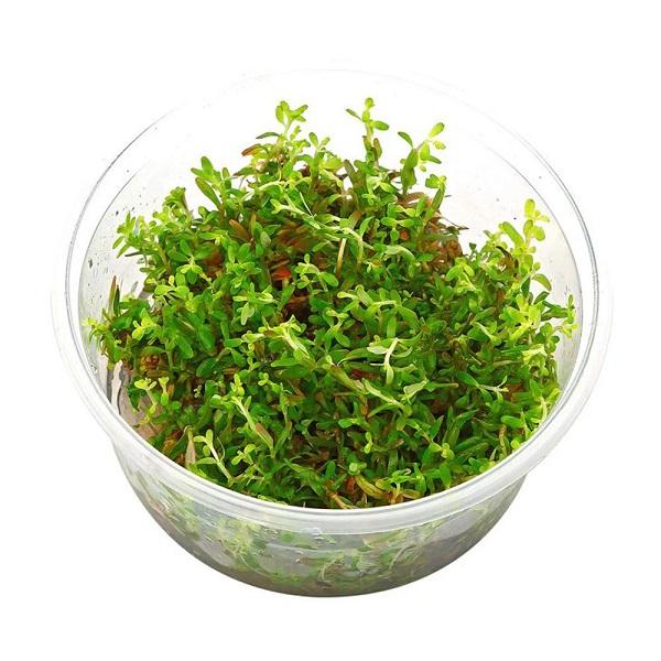 TCulture Rotala florida sunset (ramosior) (TC Cup) — East Ocean Aquatic