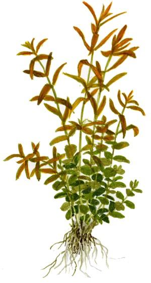 Tropica Rotala rotundifolia in Pot