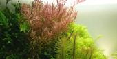 Tropica Rotala rotundifolia in Pot