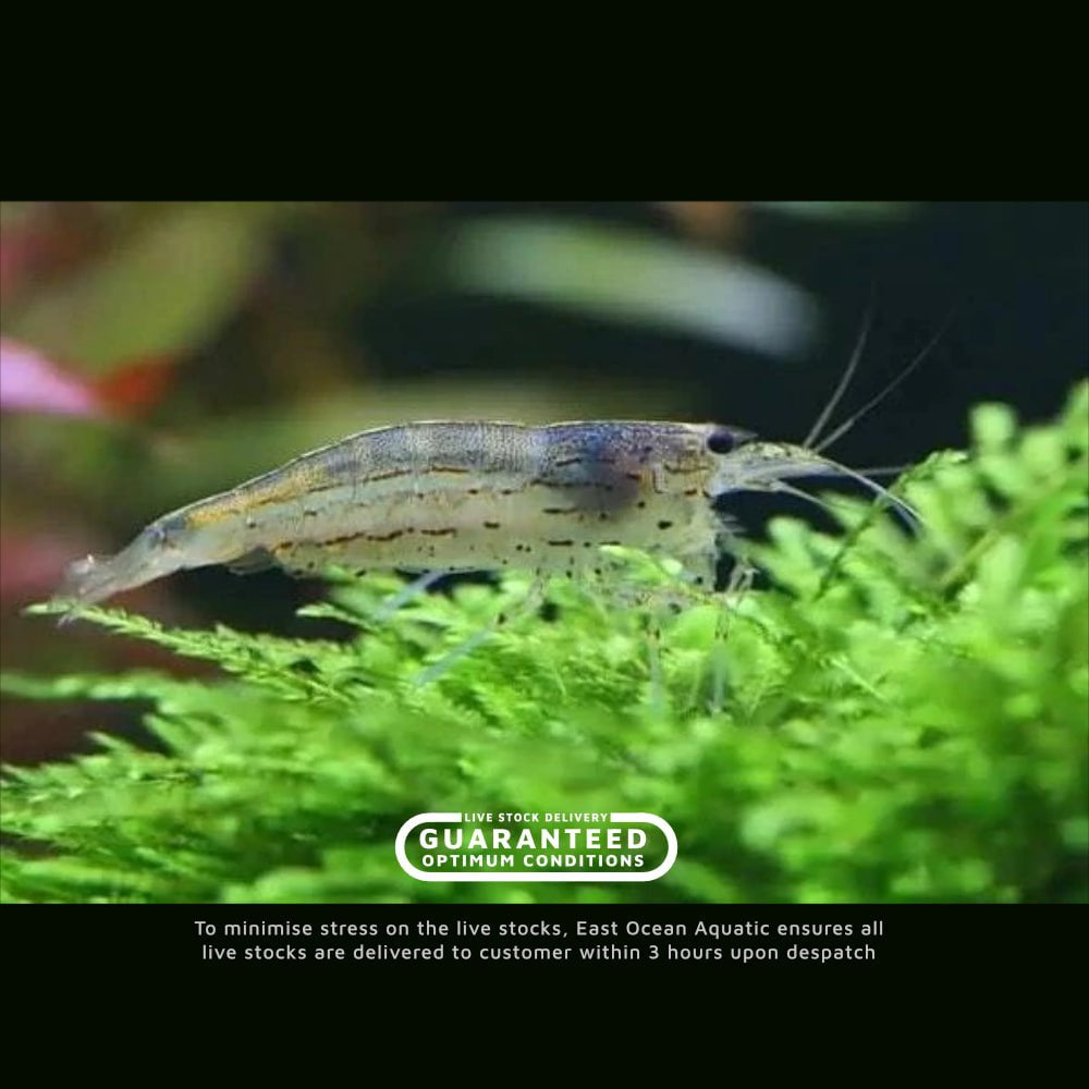Shop for Live Shrimps for Your Tropical Freshwater Aquarium