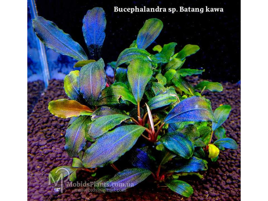 Tculture Bucephalandra Batang Kawa (TC Cup)