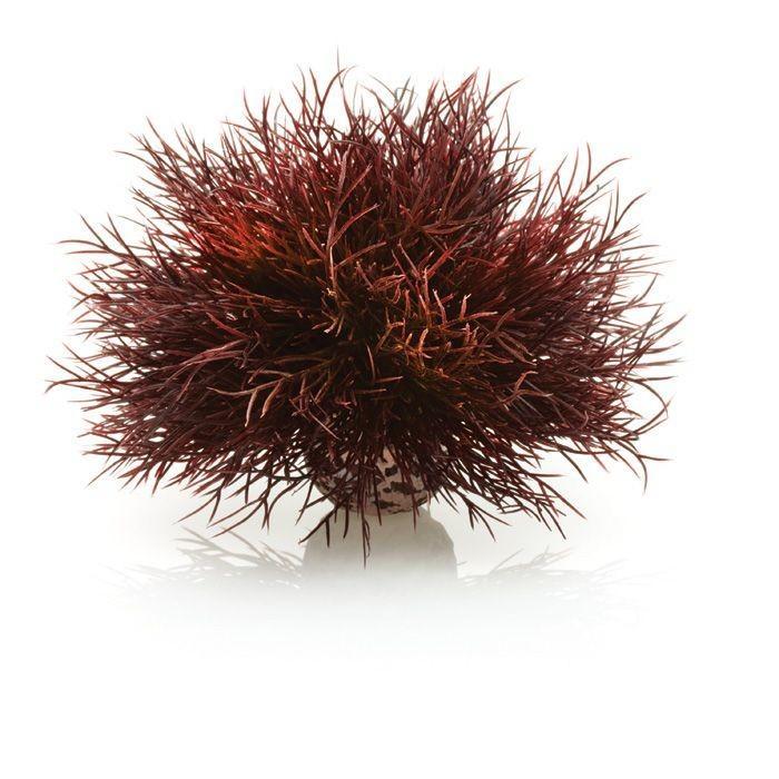 biOrb Aquatic Sea Lily