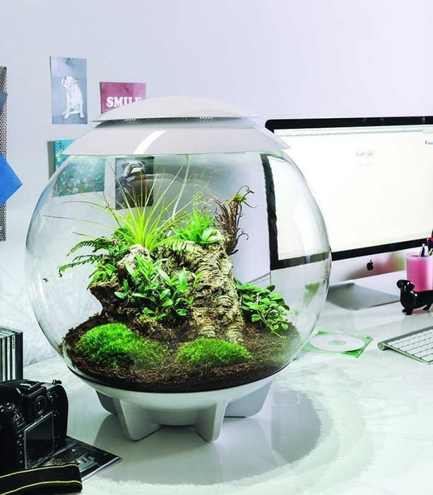 biorb air plants BiOrb Air 60 (Terrarium all in one with misting) — East Ocean Aquatic