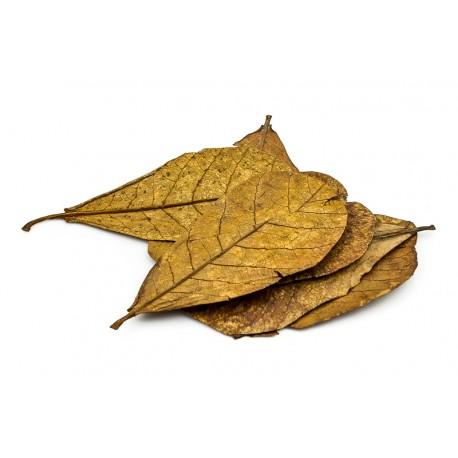 ANS Catappa Leaf XL (5pcs)