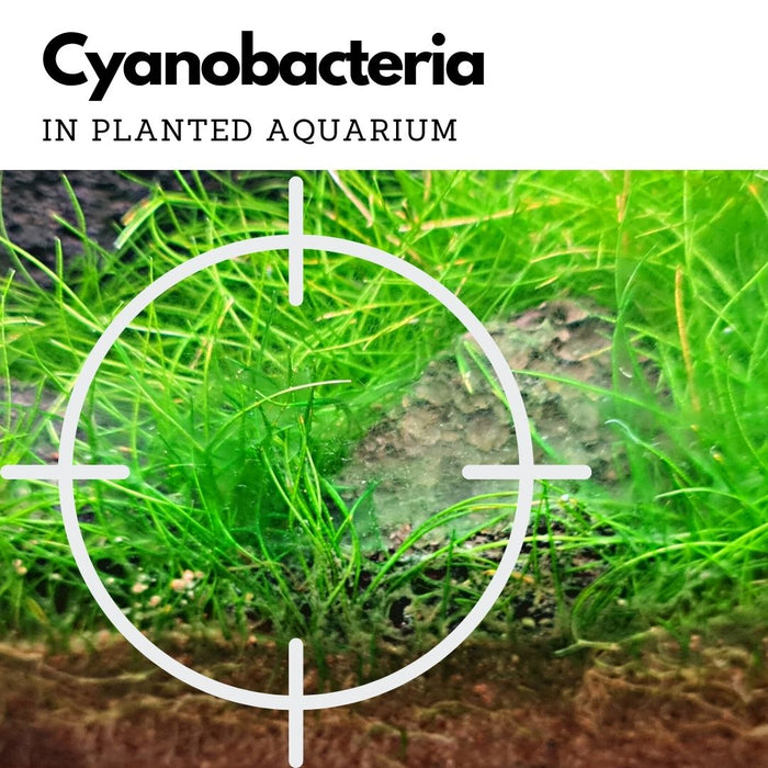BOYD Chemiclean (clears cynobacteria algae)
