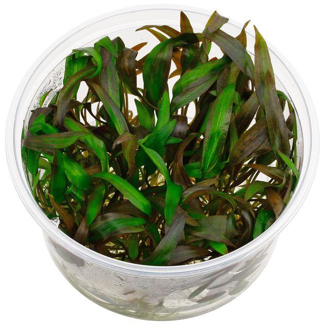 TCulture Cryptocoryne Wendtii Affinis Red (TC Cup)