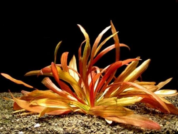 TCulture Echinodorus 'Rubin x Narrow Leaf' (pot)