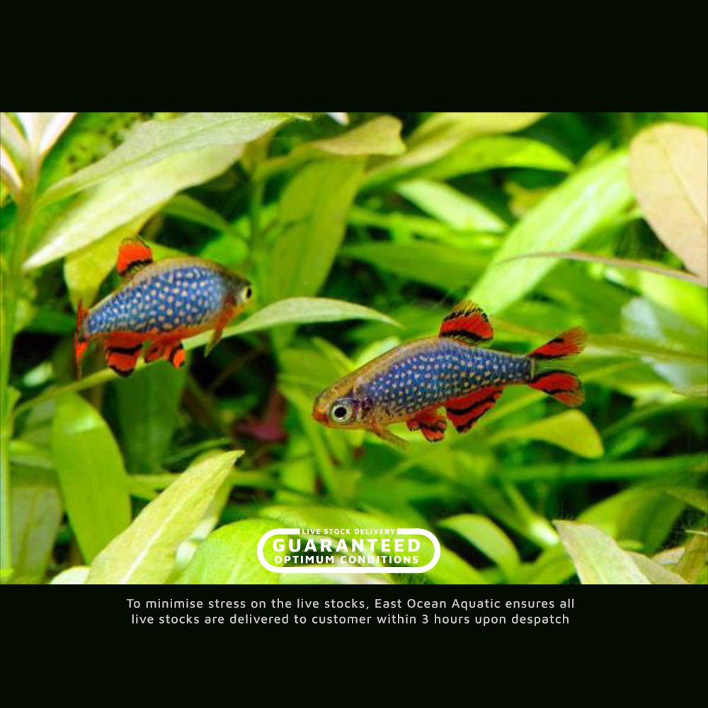 Live Fish : Tropical Fish