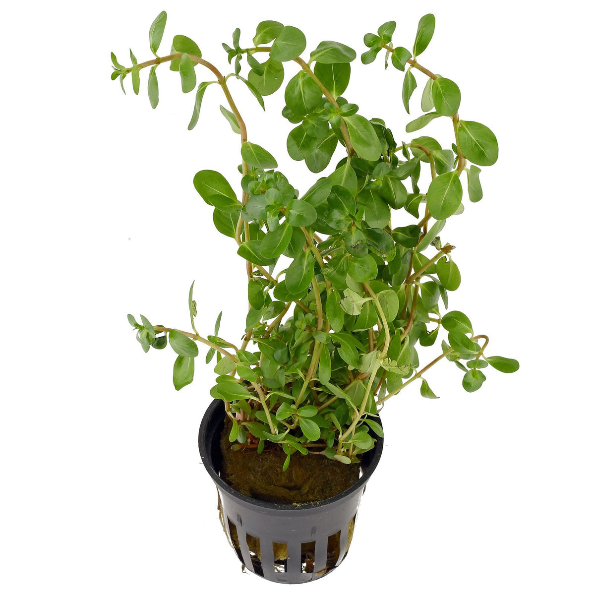 Tculture Rotala Macrandra Yellow Pot — East Ocean Aquatic