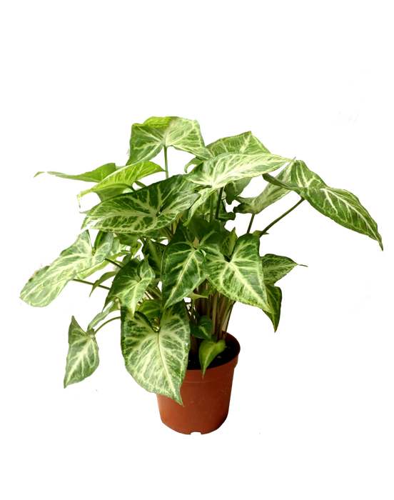 TCulture Syngonium Podophyllum 'White Butterfly' (Pot)