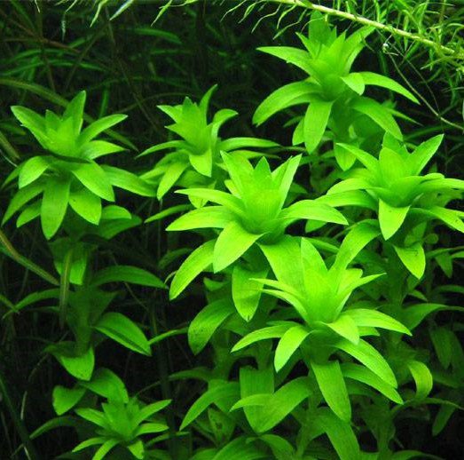 TCulture Tonina Fluviatilis (Pot) — East Ocean Aquatic