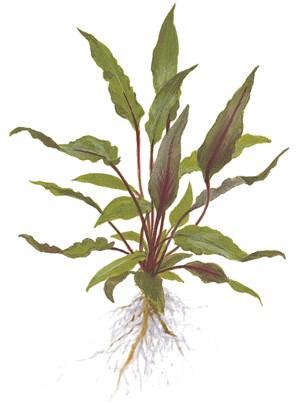 Tropica Cryptocoryne beckettii 'Petchii' in Pot